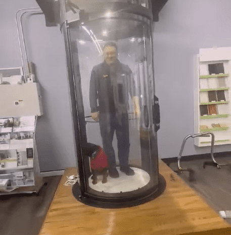 Meet Reign: Our Four-Legged Take on the Savaria Vuelift